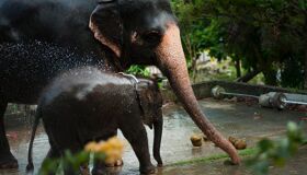 Elephants Family in Chiang Mai